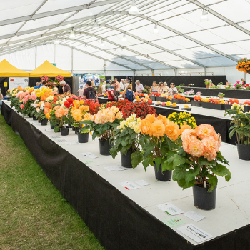 Shrewsbury Flower Show Marquee